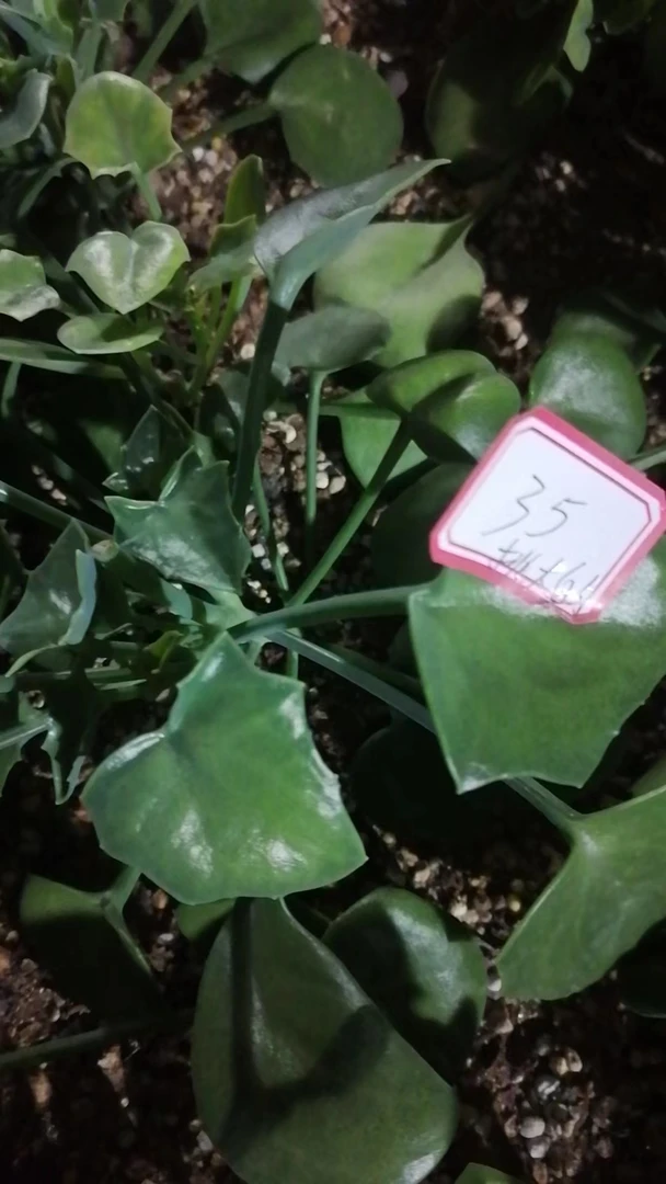 一物一拍（直播间）植物