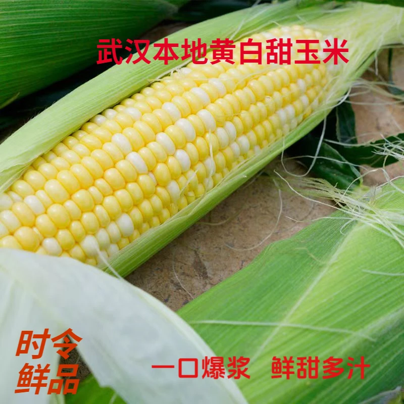 武汉本地黄白甜玉米 鲜甜爆浆 现采现发