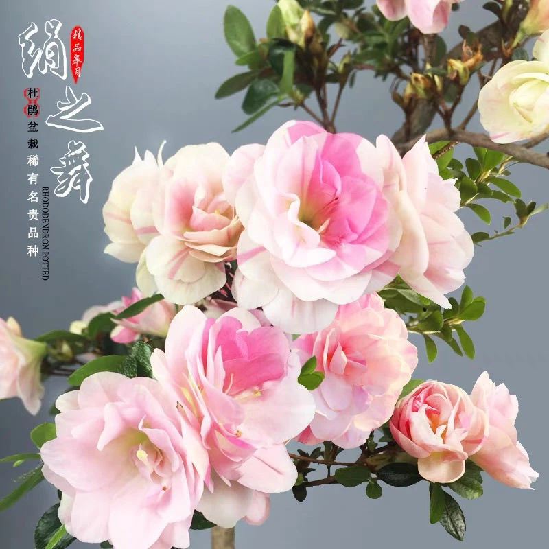 稀有品种杜鹃花鹃之舞日本皋月杜鹃夏鹃花植物花卉四季花耐寒耐热