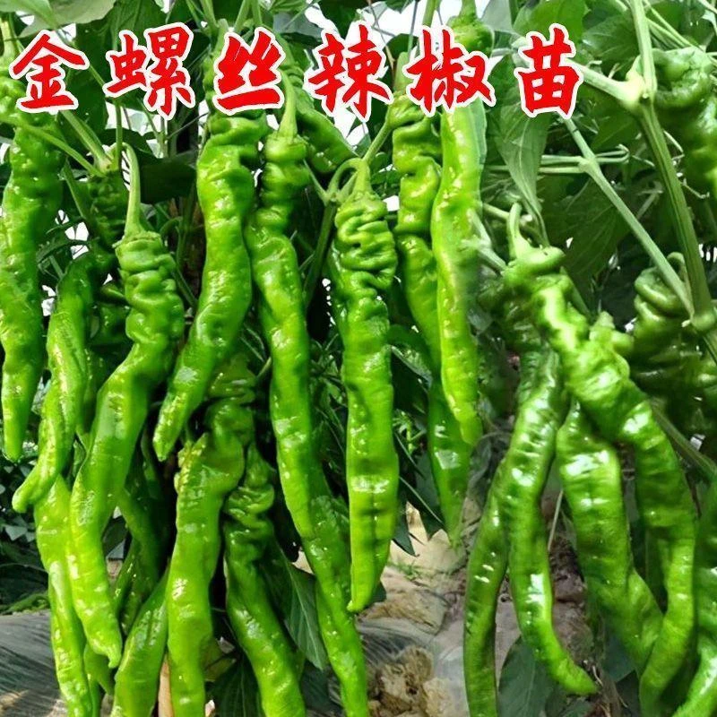 辣椒秧苗特辣螺丝椒秧苗辣椒苗高产带土尖椒薄皮太空椒甜种苗盆栽