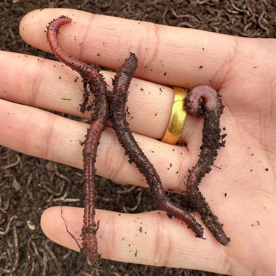 大号蚯蚓钓鱼蚯蚓散装活饵钓鱼鱼饵鲫鱼鲤鱼野钓黑坑活饵包活