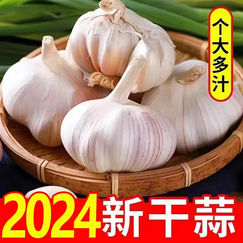 正宗金乡大蒜原产地直发可种植高品质大蒜头1斤5斤