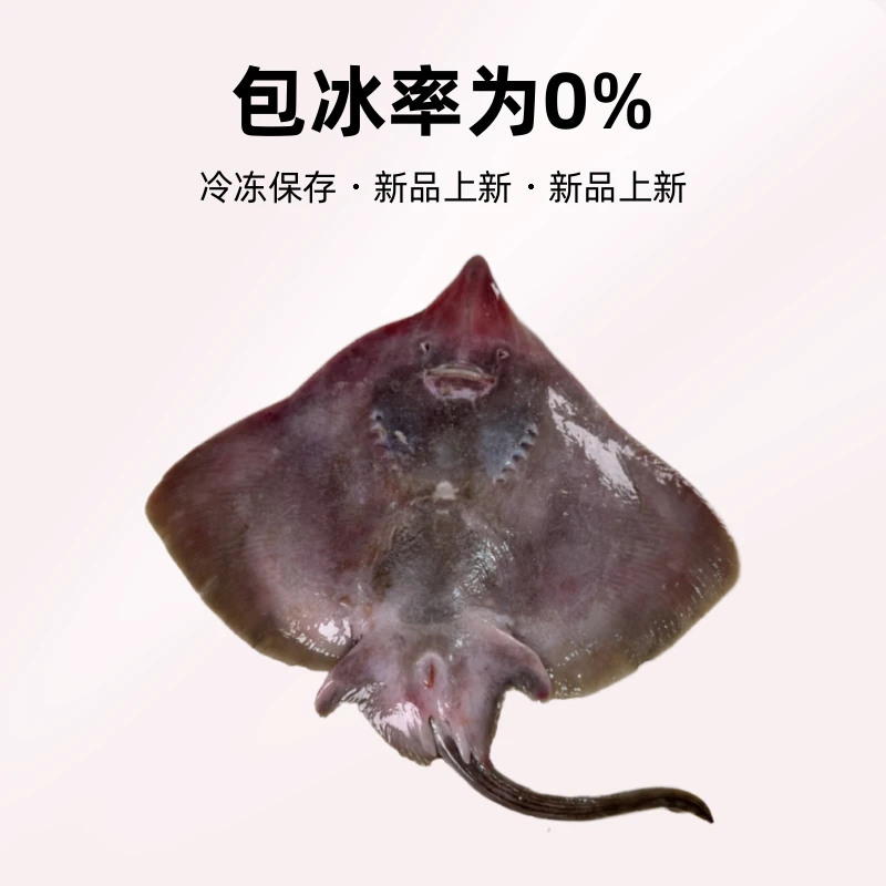 大连野生魔鬼鱼老板鱼新鲜速冻顺丰京东冷链配送