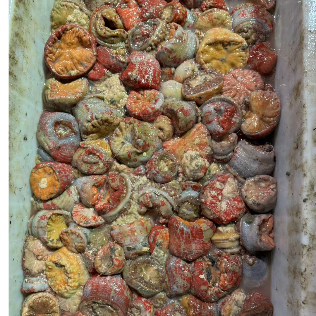 渤海湾大连海葵新鲜海腚美味食材