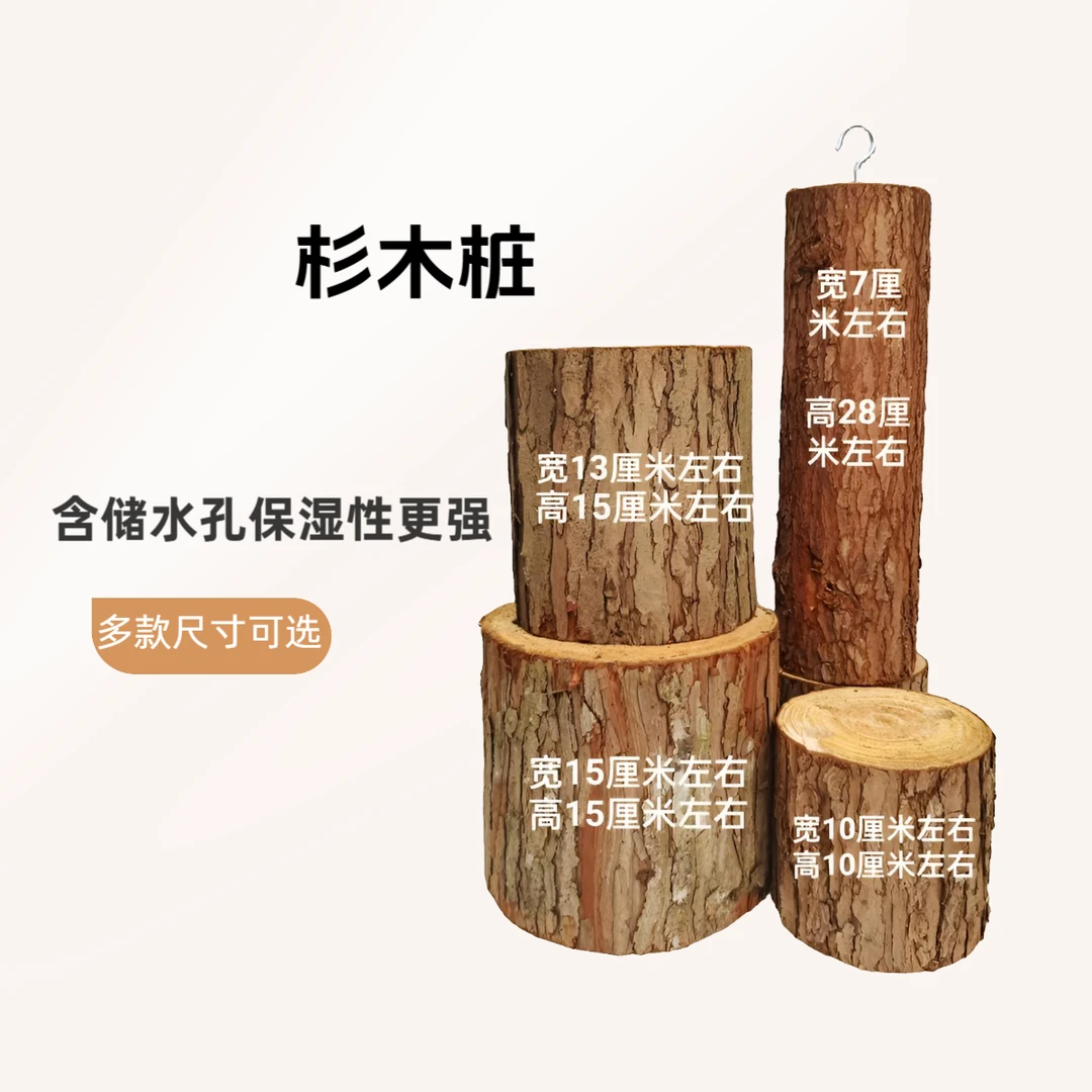 杉木桩  打孔木桩（适用于石斛兰花种植，花盆摆件）