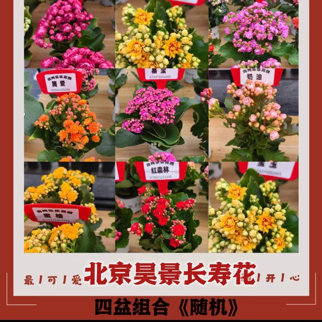 【4 棵组合】长寿花重瓣盆栽金狐狸新品种四季开花室内室外原盆花卉