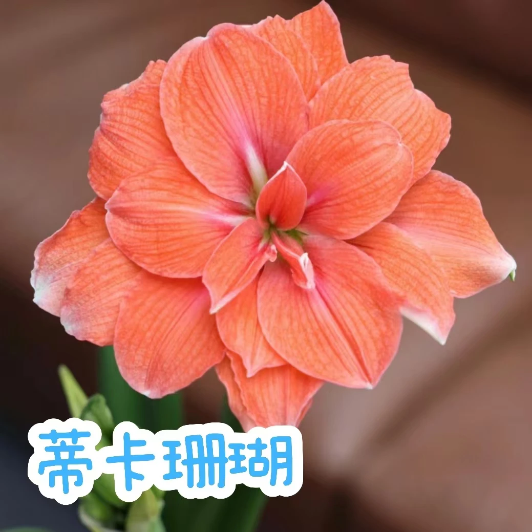 【蒂卡珊瑚】朱顶红秘鲁蒂卡系列包正版秘鲁种球盆栽一物一拍系列