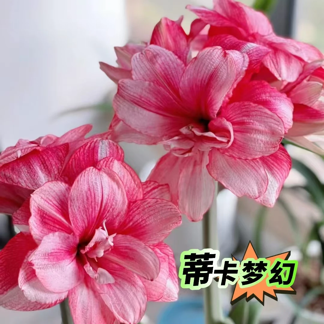 【蒂卡梦幻】进口品质双瓣大秘鲁朱顶红种球种植室内成活现货偏小