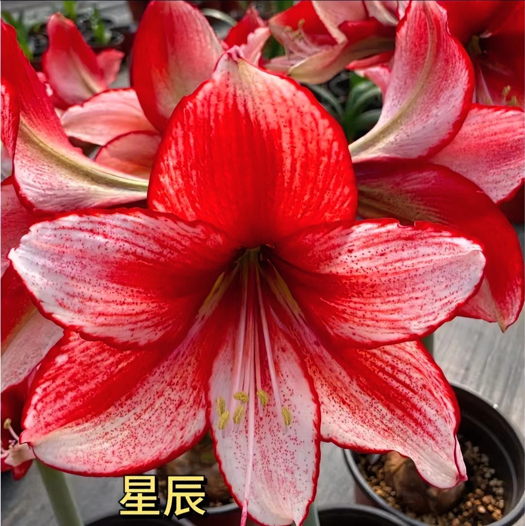 【星辰】种植北方进口朱顶红大花型双瓣生荷兰种球裸球室内成活现货