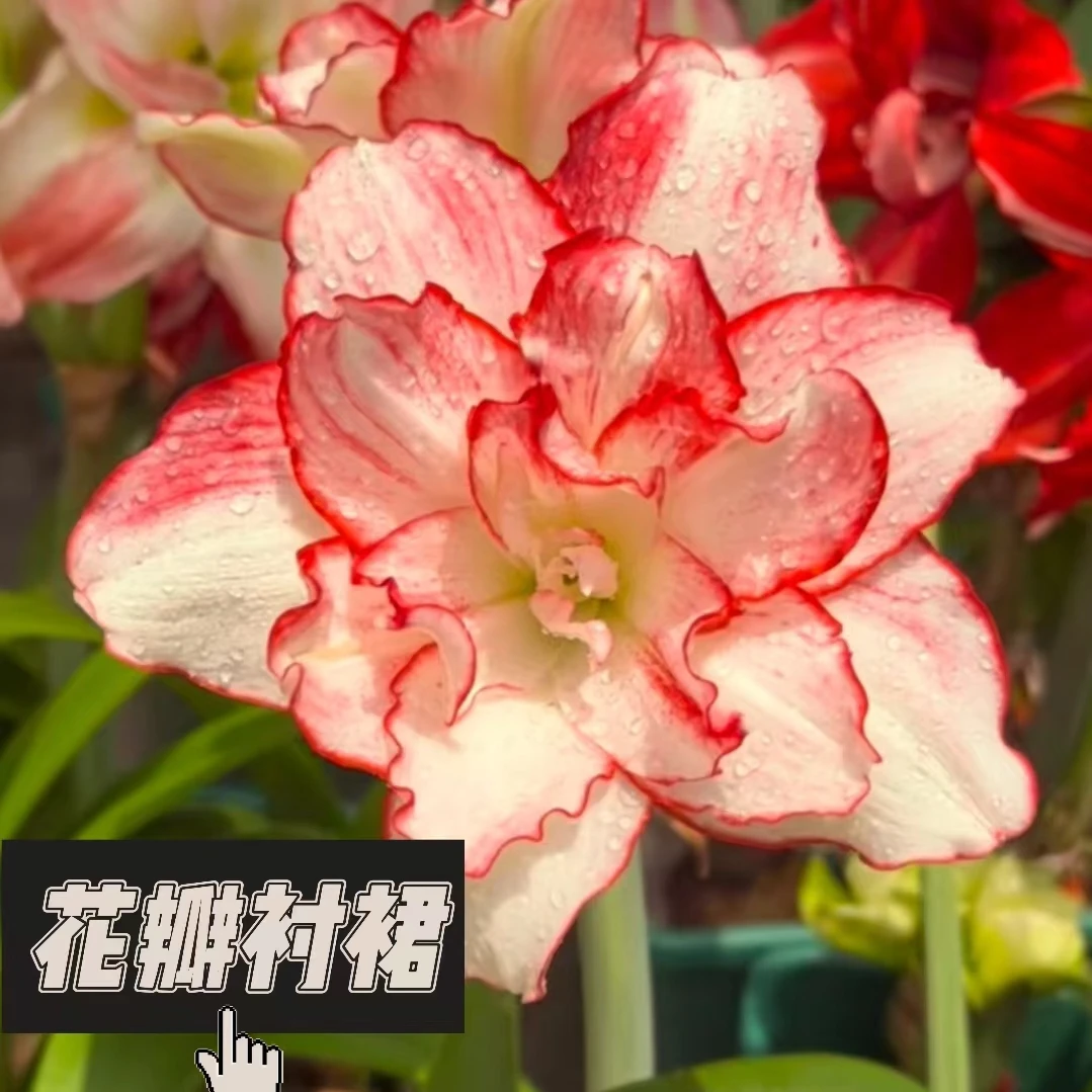 【花瓣衬裙】朱顶红澳朱盆栽一物一拍包对版不包后期养护室内种植