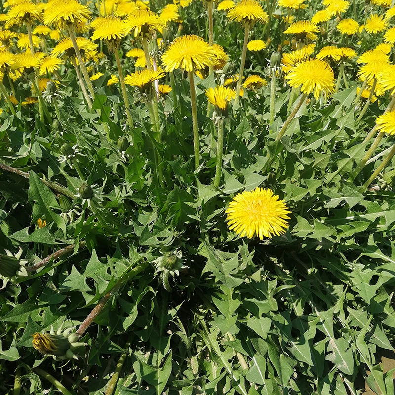蒲公英种子优质四季婆婆丁春秋冬季野菜种药种植盆栽青菜蔬菜种籽