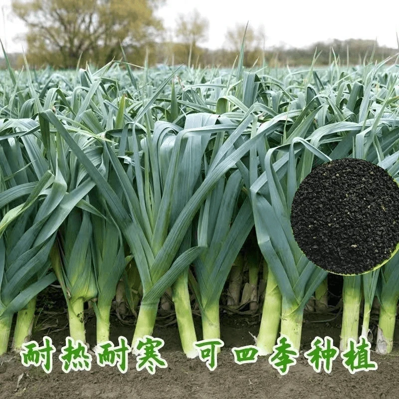 红皮宽扁叶蒜苗种子一年四季三茬连续均可种植蒜苗种籽蒜种子蒜苗