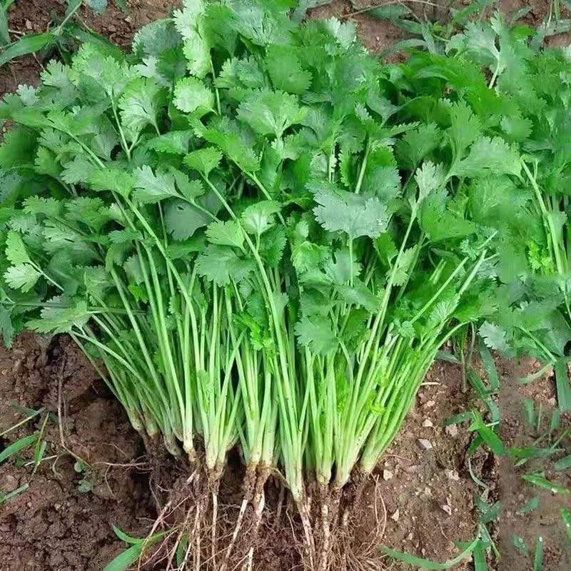 大叶香菜耐热耐寒芫荽种子春秋四季盆栽种植香菜籽品质高产发芽