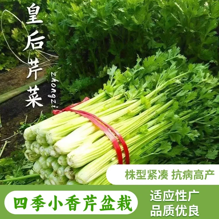 (拍2发3)四季小香芹种子小芹菜籽农家春季四季播盆栽阳台庭院蔬菜