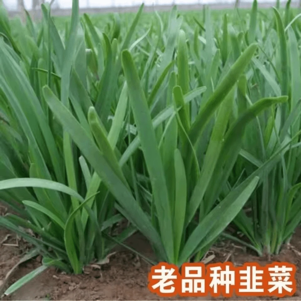 白根韭菜种子老品种韭菜四季高产韭菜阳台盆栽播种种植蔬菜种子