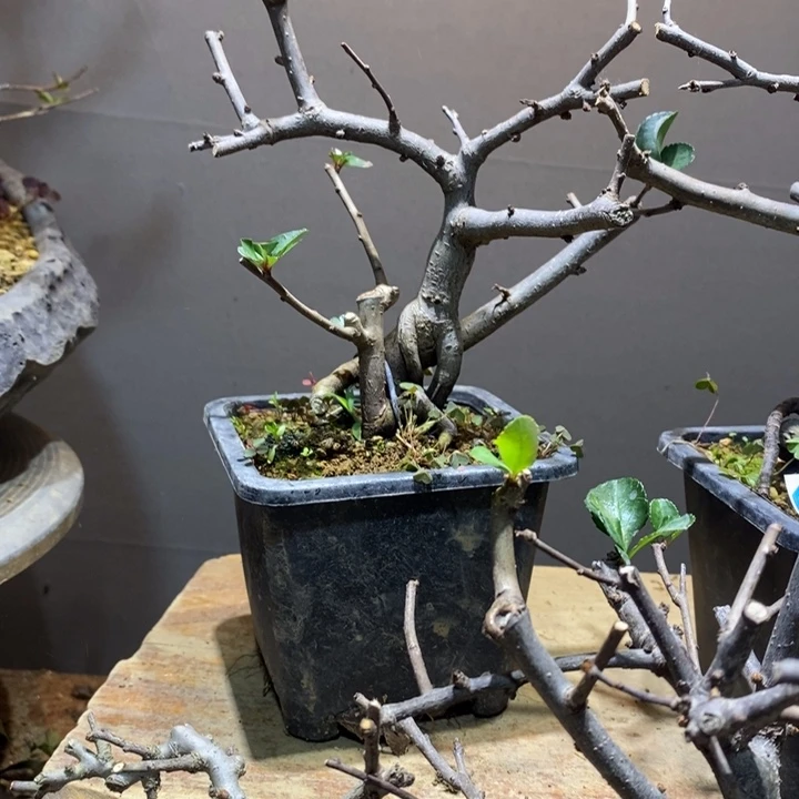 花木j j b b b j j n