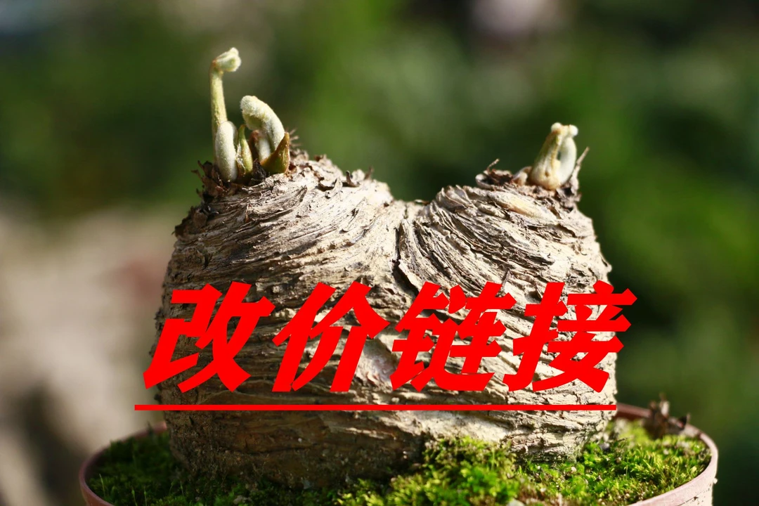 墨西哥铁树 南北方室内室外好养易活绿植