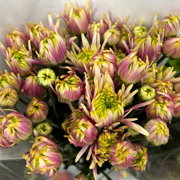 浅紫色烟花 小雏菊10支/1把