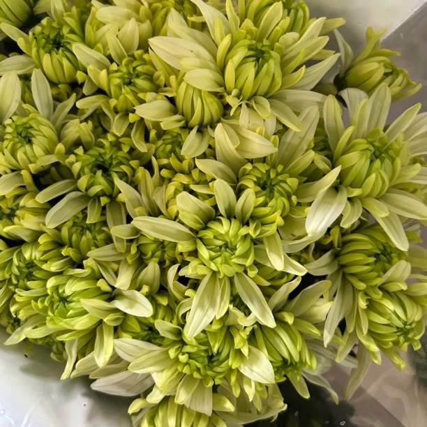 绿提卡 小雏菊10支中通20%不售后 冻坏不售后