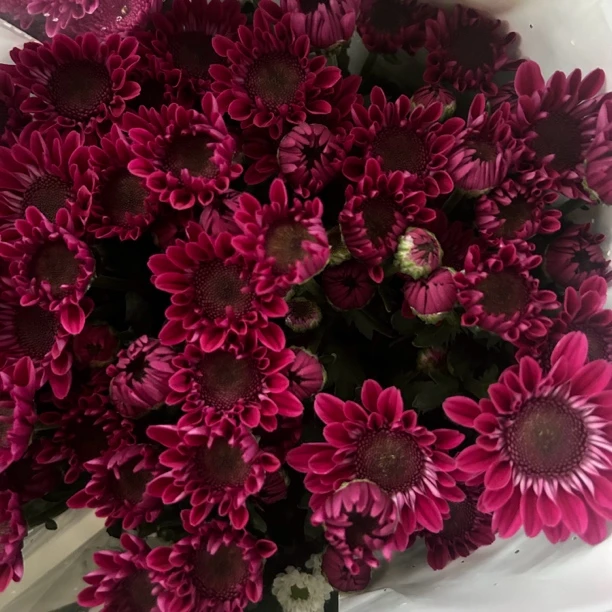 大紫帽 小雏菊9支+1支损耗