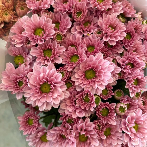 柔情粉 小雏菊9支+1支损耗