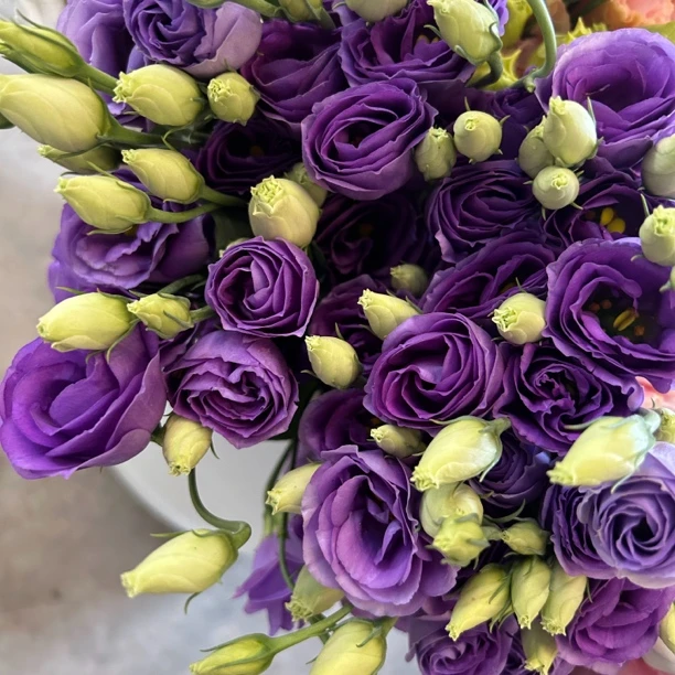 紫色 洋桔梗 800克 基地直发