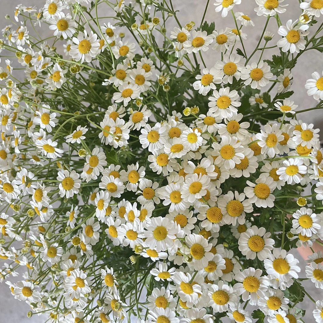 洋甘菊 2把 基地直发