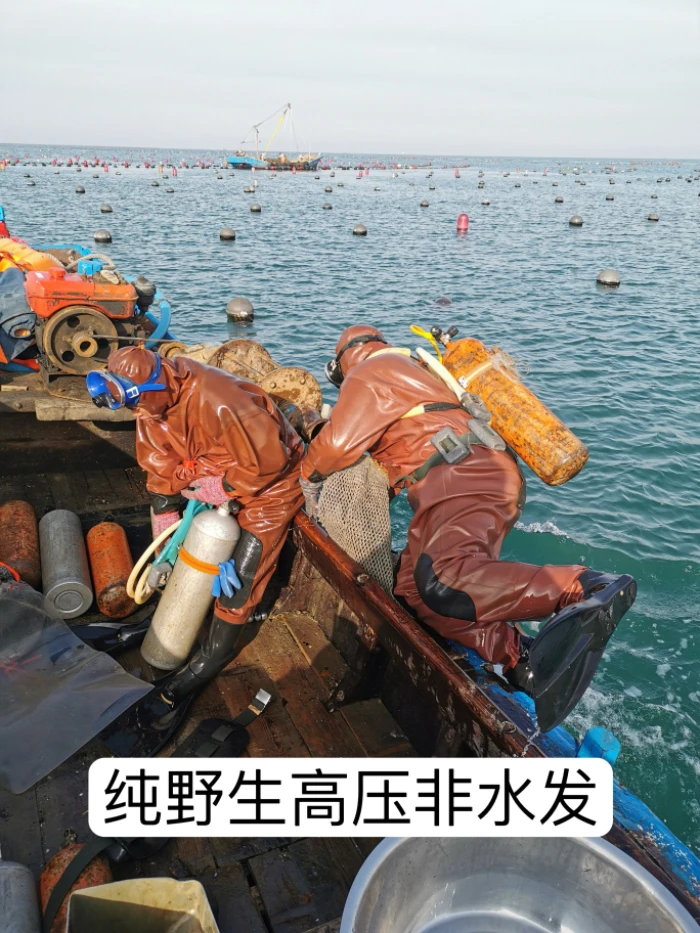 高压非水发长海县5年以上纯野生海参0添加口感劲道
