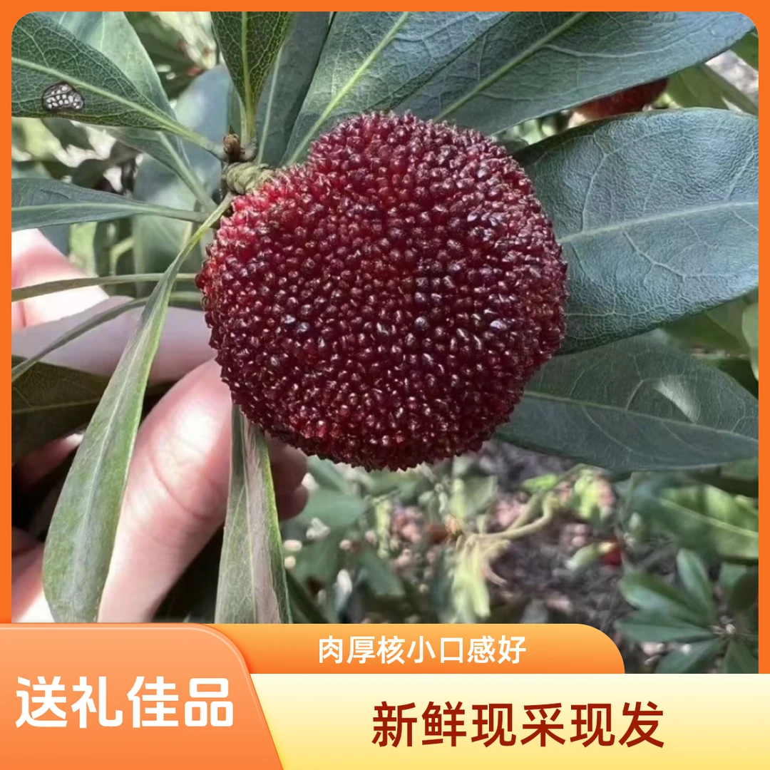 【首选】约22克中果高山东魁杨梅 现采现发礼盒装 九分甜尝鲜装