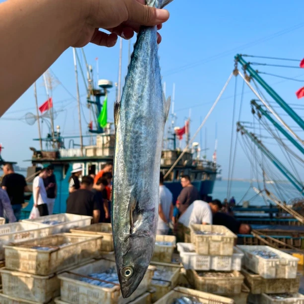 【中号8两-1斤/条】鲅鱼 燕尾鲅马鲛鱼发5条4.4-4.8斤 顺丰