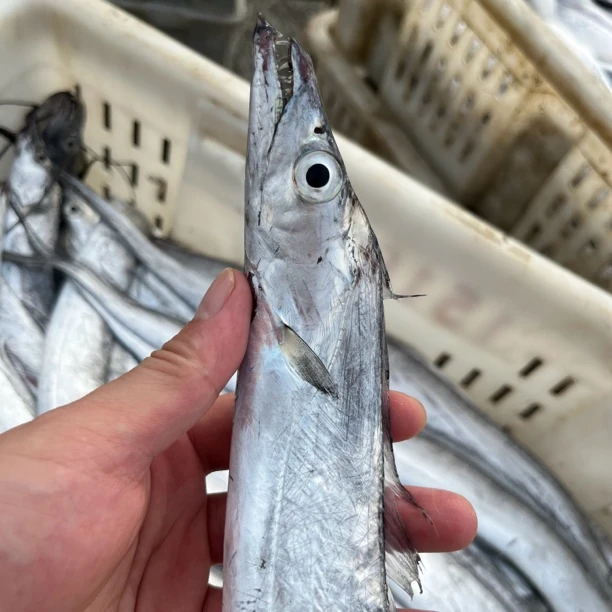 【小号油带】山东日照黄海小眼油带 3两左右/条 净重4斤顺丰冷链