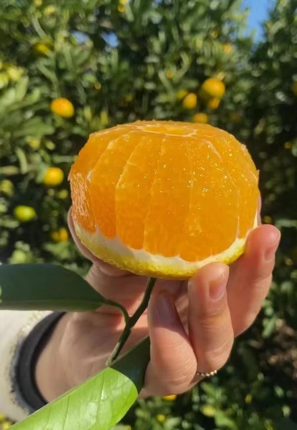 仁山建阳桔柚 甜橘柚 橘子柚子结合体柑橘类新鲜水果9斤包邮