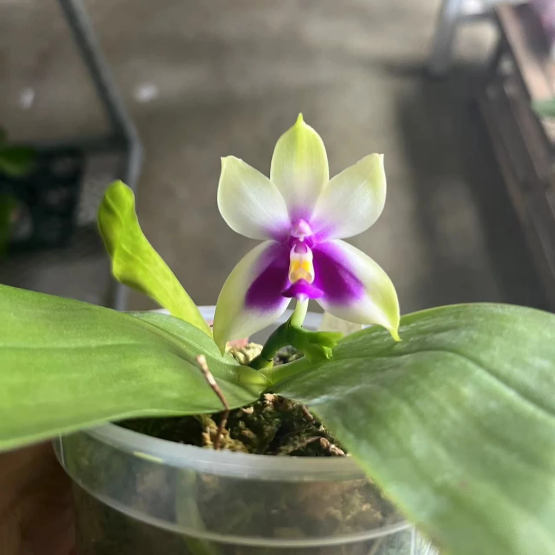 3.0寸杯 葫芦娃贝- 带花苞/开花株  原生趣味兰