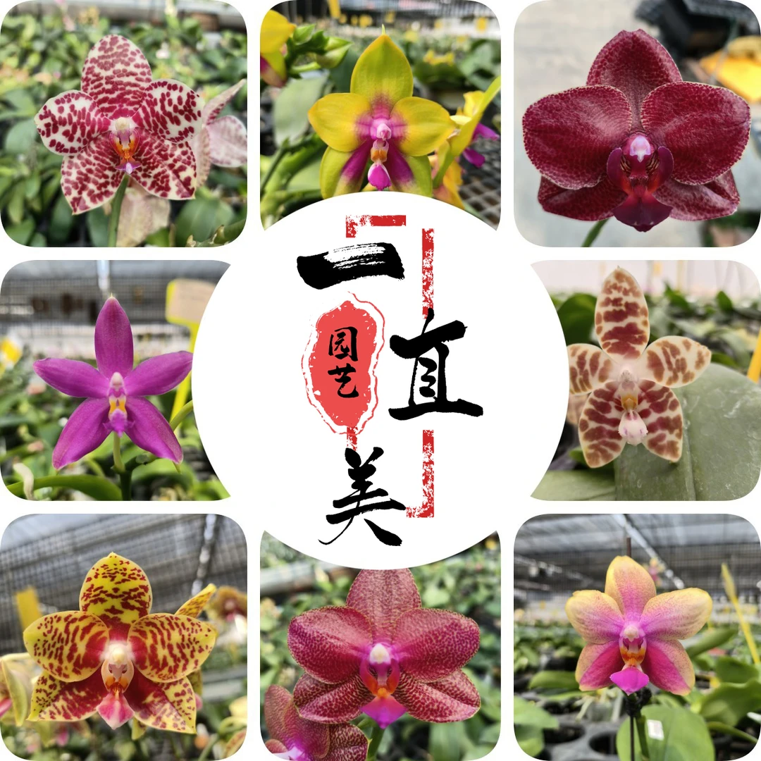 【老邓&量拍】原生蝴蝶兰盆栽带花带花苞阳台栽培秋天趣味