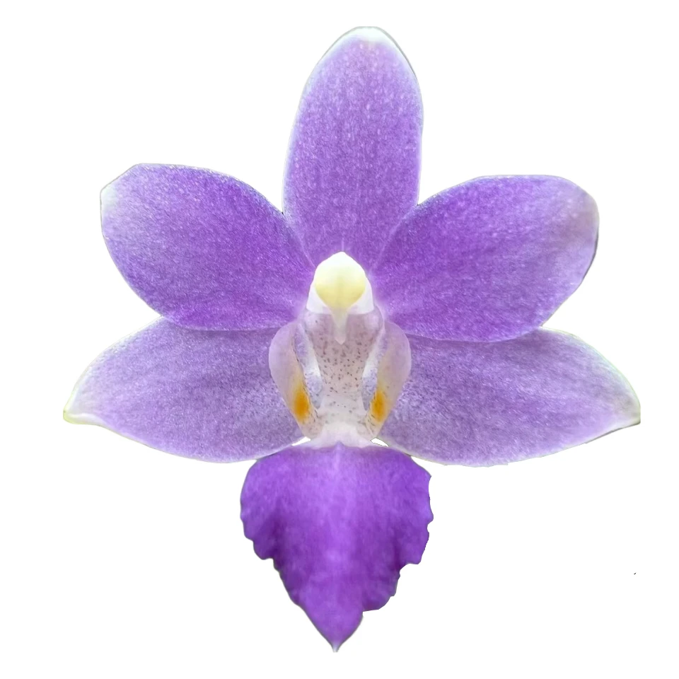 3.0寸硬壳杯 蓝星 Phal.Summe Rose Star-开花株 原生趣味兰