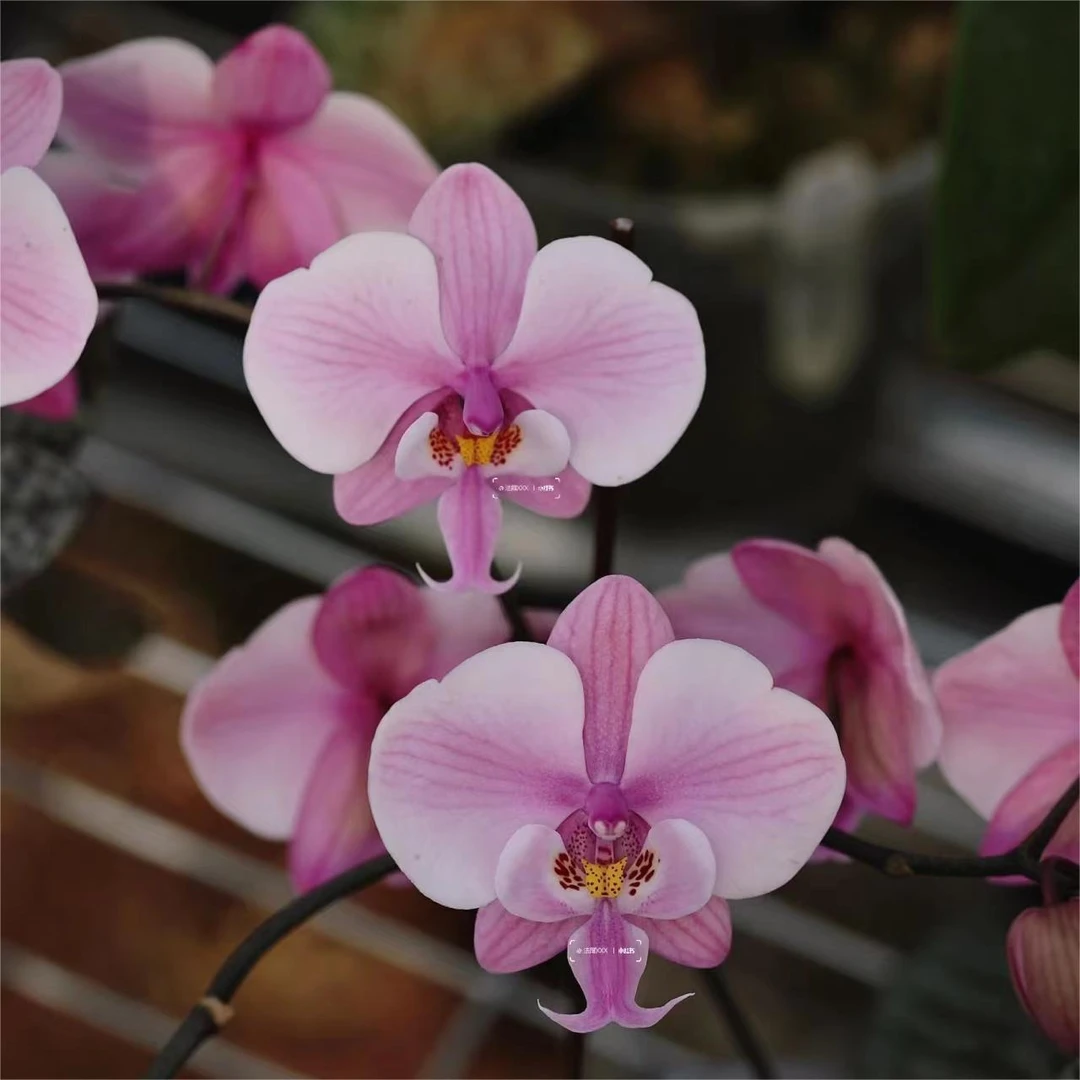 3.0寸 银叶分生 Phal. schilleriana ‘银叶脉文’ -苗 趣味兰