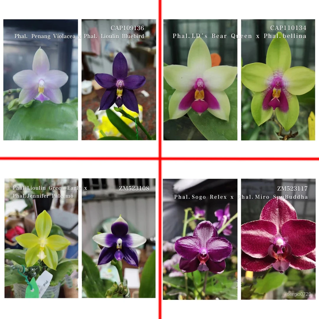 【王炸福利】1.7寸 组合套餐 原生趣味兰