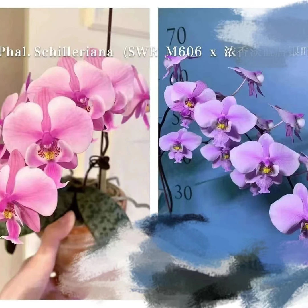 2.8寸 脉文  X 银叶 Phal.schileriana X sib-苗 原生趣味兰