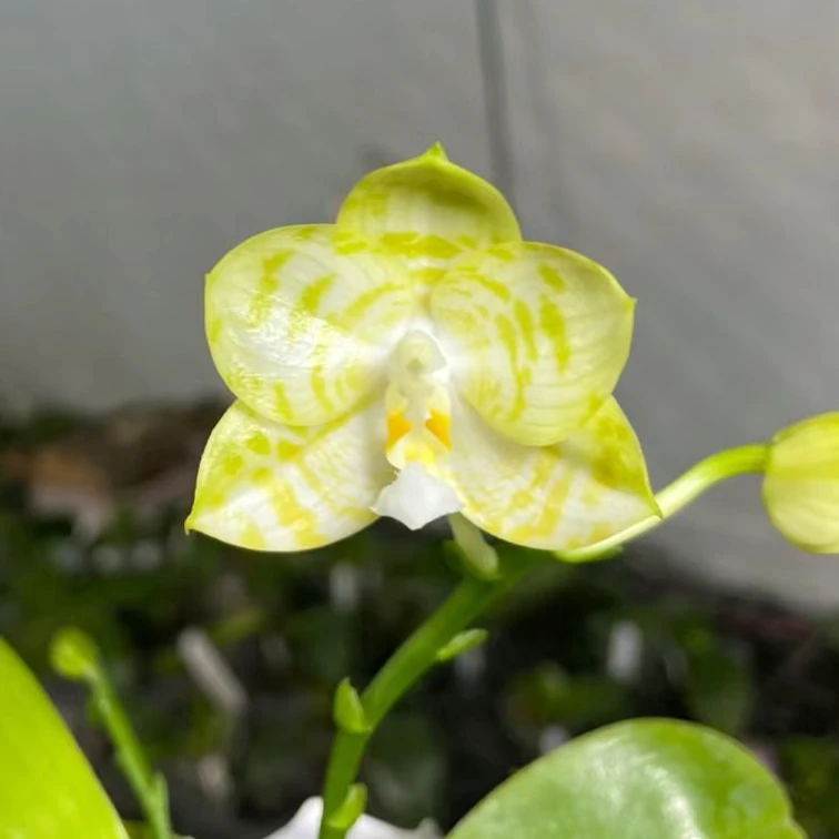 2.8寸 弥陀白虎-苗（碳棉） 原生趣味兰