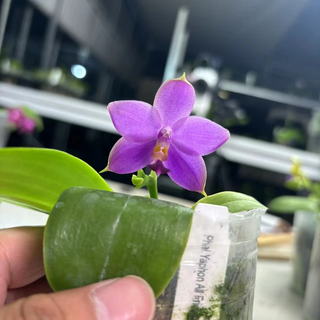 2.5寸 雅风好朋友 Phal. Yaphon All Friends-开花株 原生趣味兰