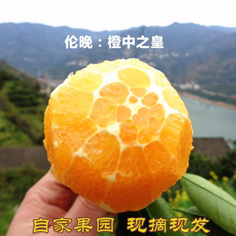 春橙伦晚黄心橙宜昌秭归纯甜水果3/5/10斤包邮应当季孕妇橙子