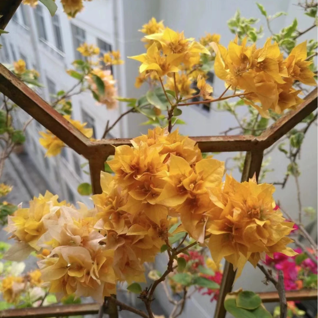 【重瓣黄】正宗三角梅基地直发阳台庭院可飘枝可垂丝可爬藤带花发货