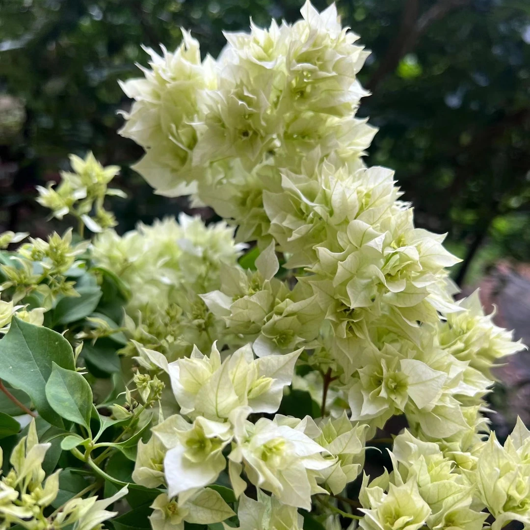 【重瓣白】正宗三角梅基地直发阳台庭院可飘枝可垂丝可爬藤带花发货
