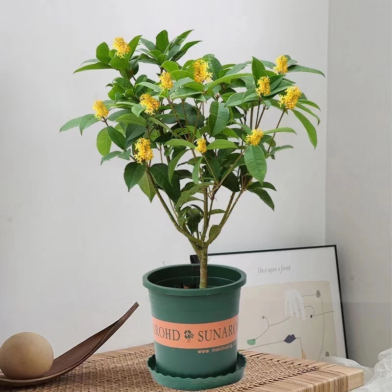 桂花树苗四季桂盆栽浓香型花卉植物室内办公室四季开花好养活绿植