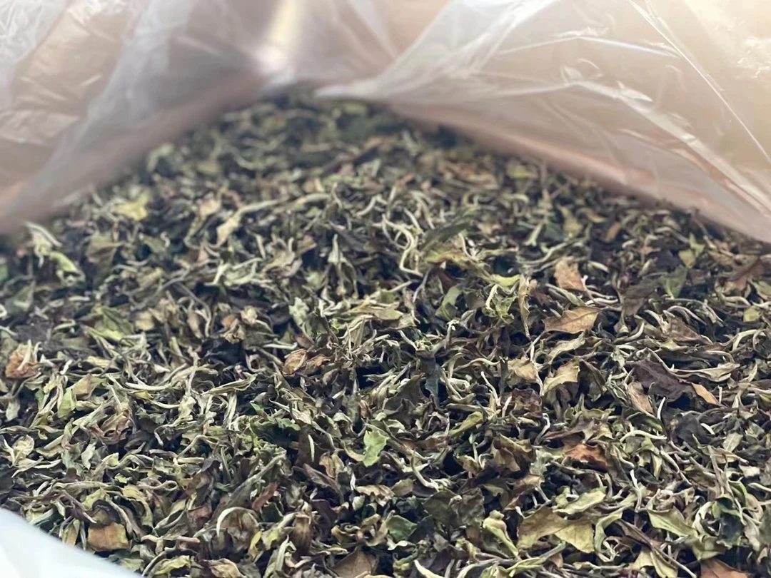 云南白茶散茶一号