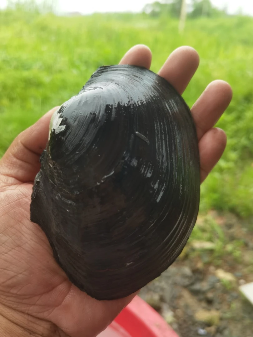 （鹅西施顺丰生鲜）新鲜现捞河蚌5只装10-15公分