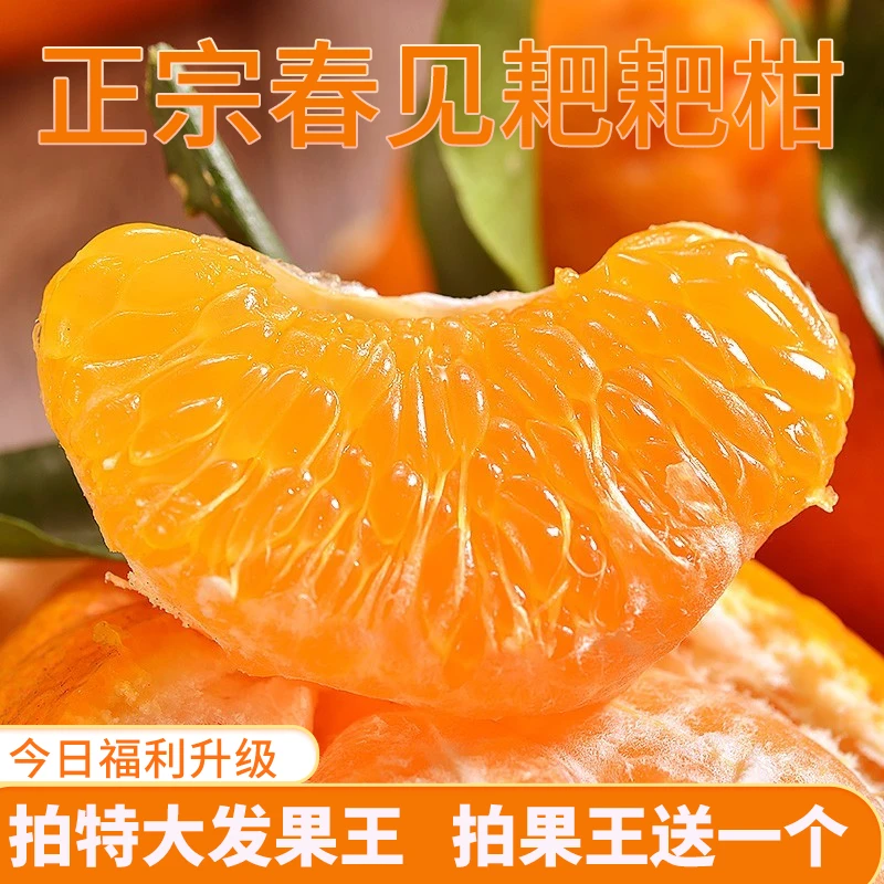 【现场挑果】正宗四川耙耙柑5斤/8斤 果园当天新鲜采摘非丑橘不知火