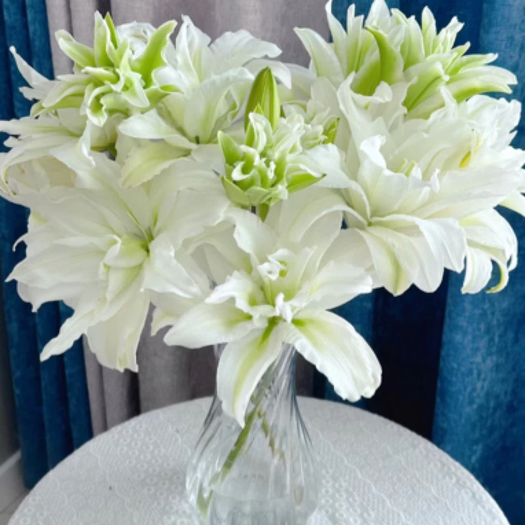 【爱莎】重瓣香水百合东北基地发货顺丰包邮