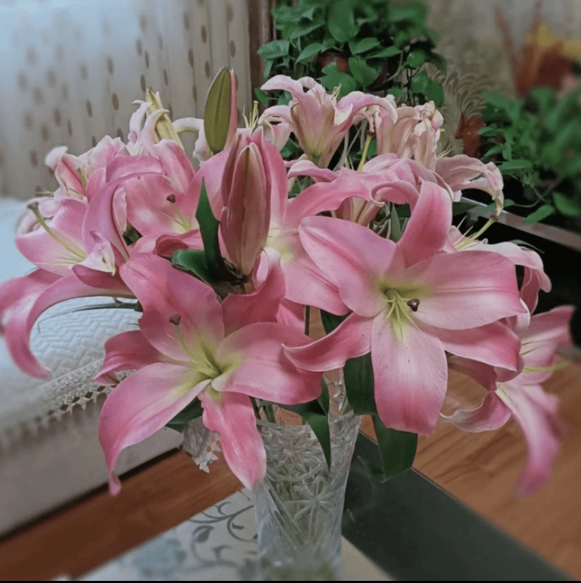 【麦当娜】香水百合东北基地发货顺丰包邮