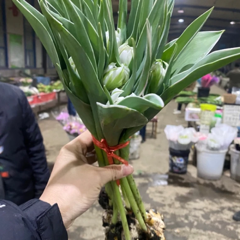 【烟花】郁金香东北基地发货顺丰包邮